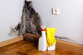 Why You Should Choose Our Mold Remediation Services in Palmyra, WI